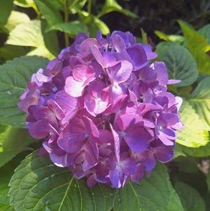 Meet your Posher, Jaspen